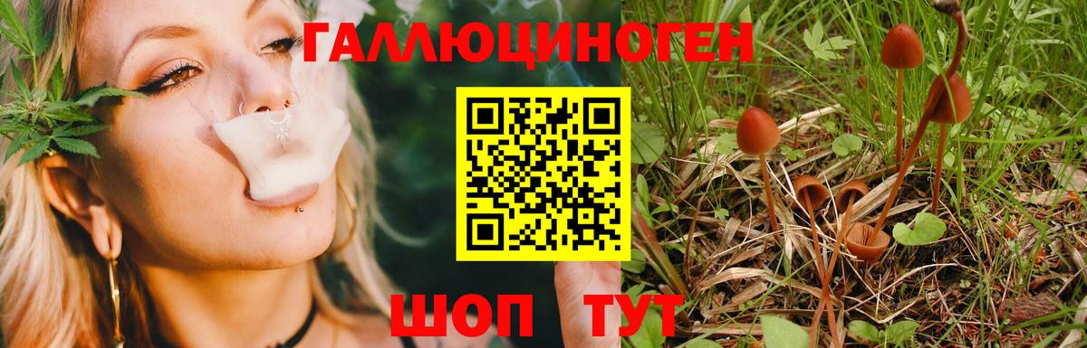 Псилоцибиновые грибы Psilocybe Михайловск